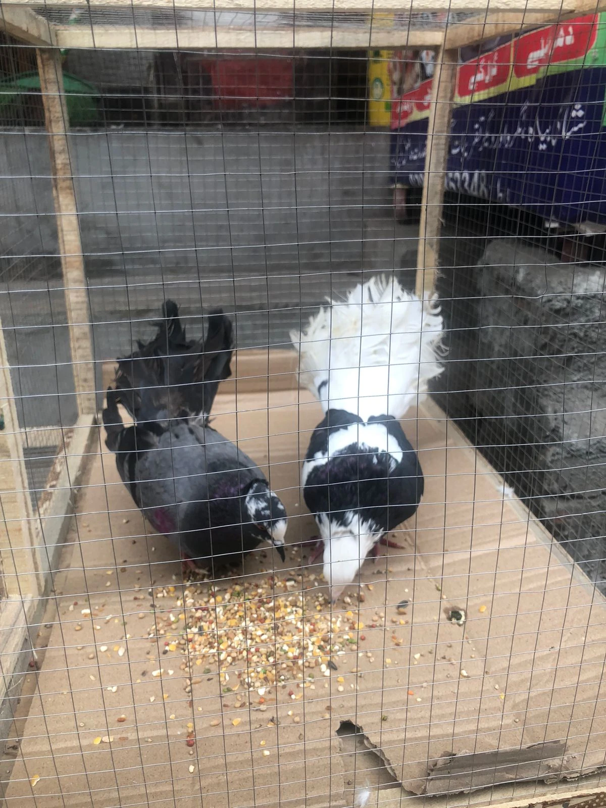 Lahori Pigeons-Image 2