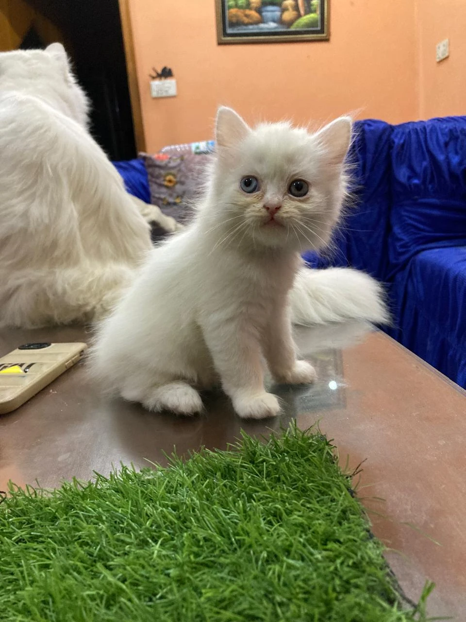 3 Persian kittens for sale-Image 5