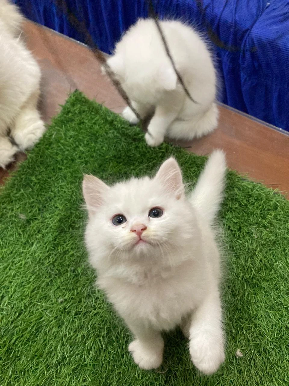 3 Persian kittens for sale-Image 7