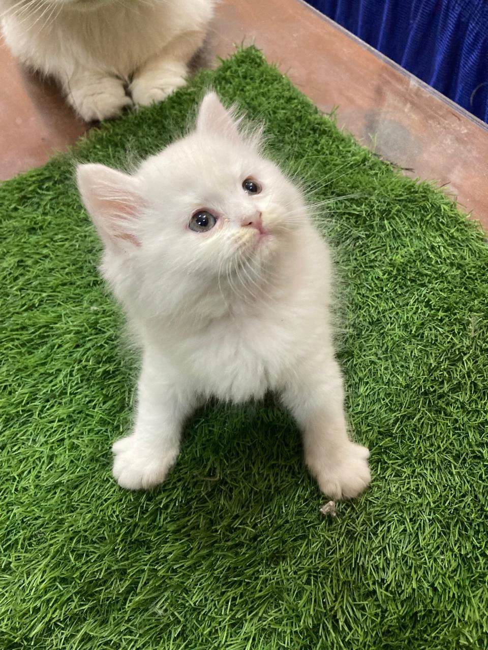 3 Persian kittens for sale-Image 9