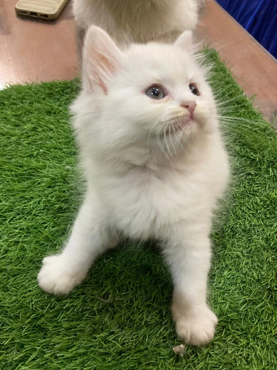 3 Persian kittens for sale-Image 10