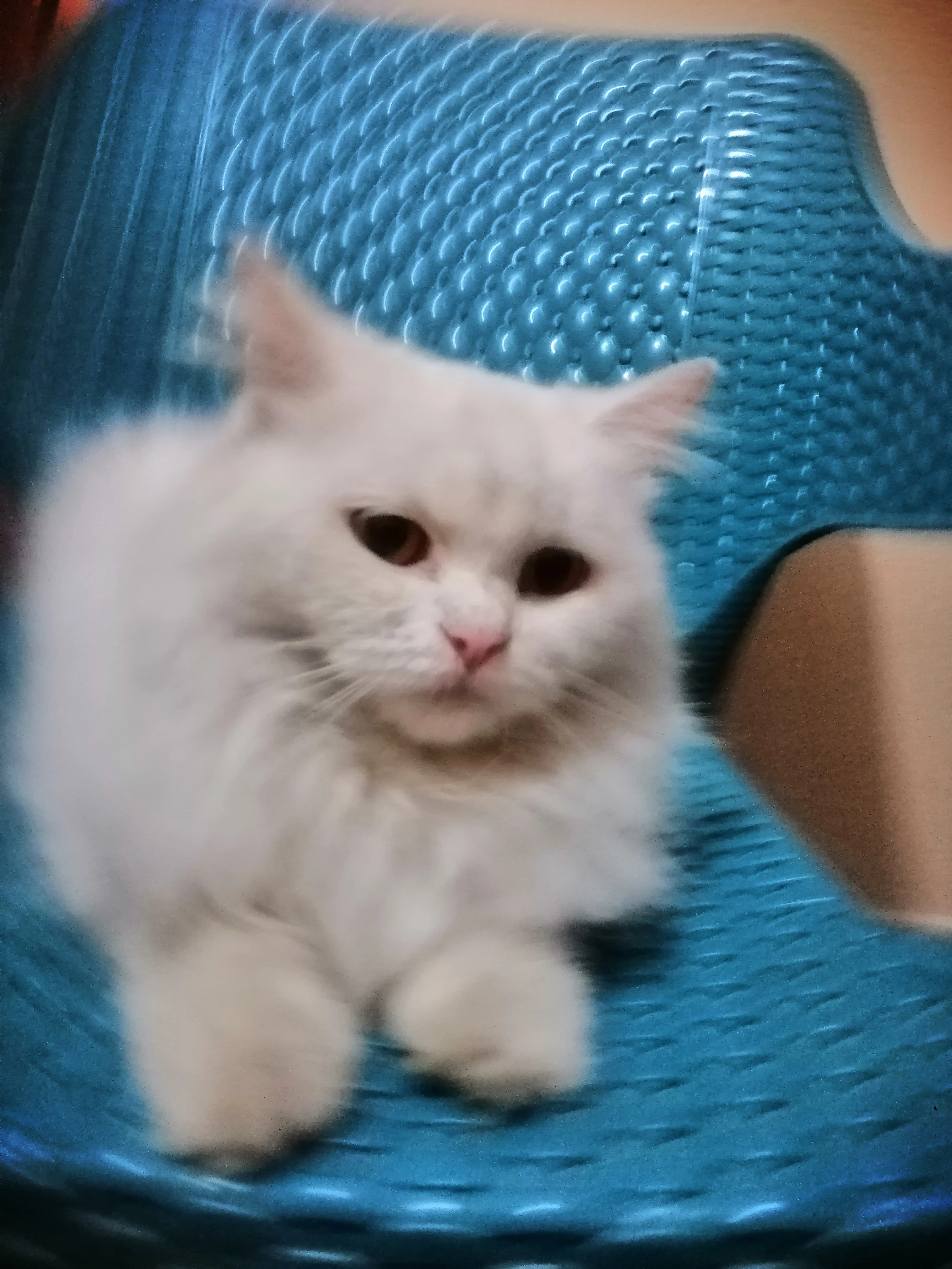 Urgent persian female cat for sale-Image 3