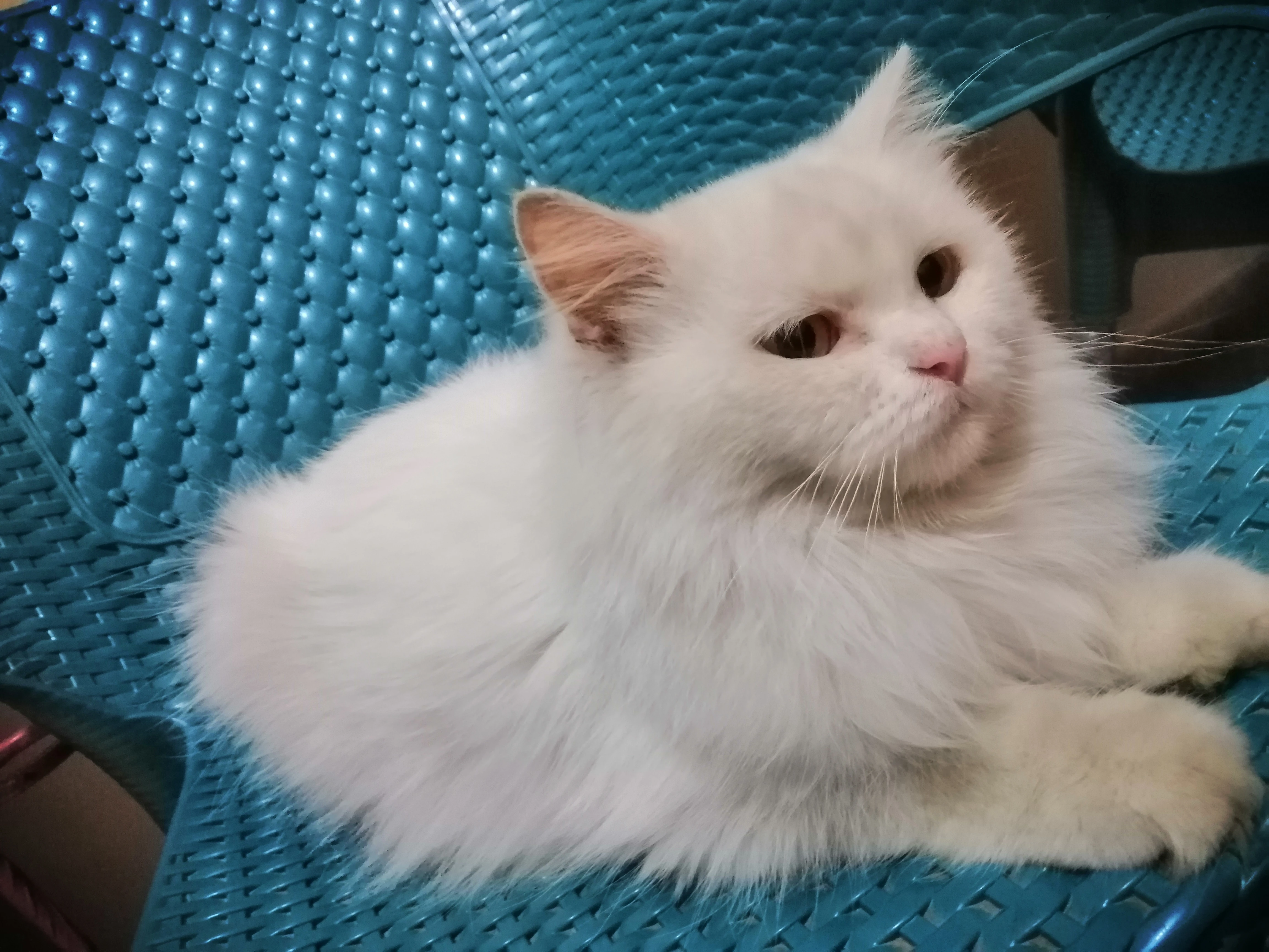 Urgent persian female cat for sale-Image 4