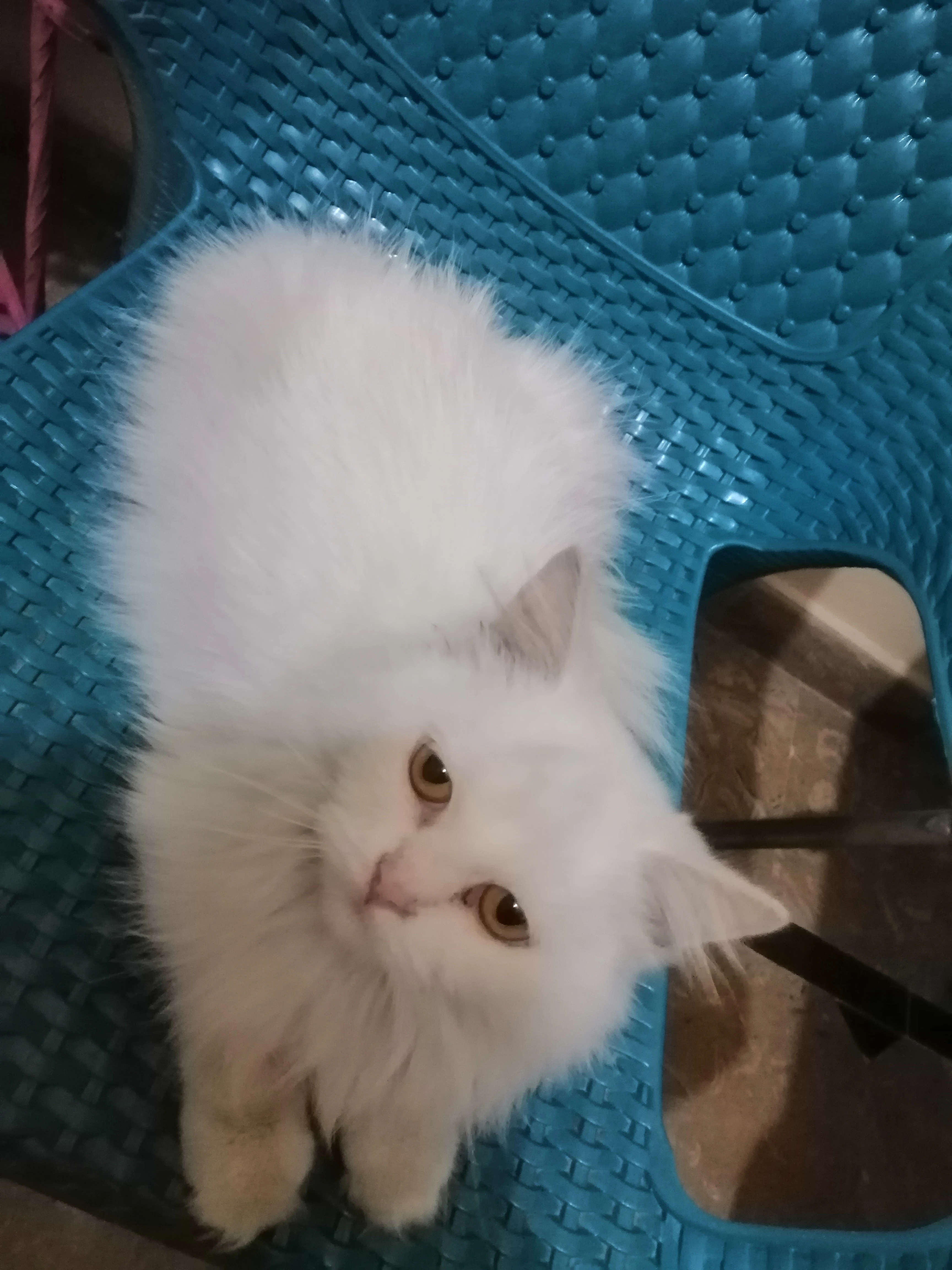 Urgent persian female cat for sale-Image 2