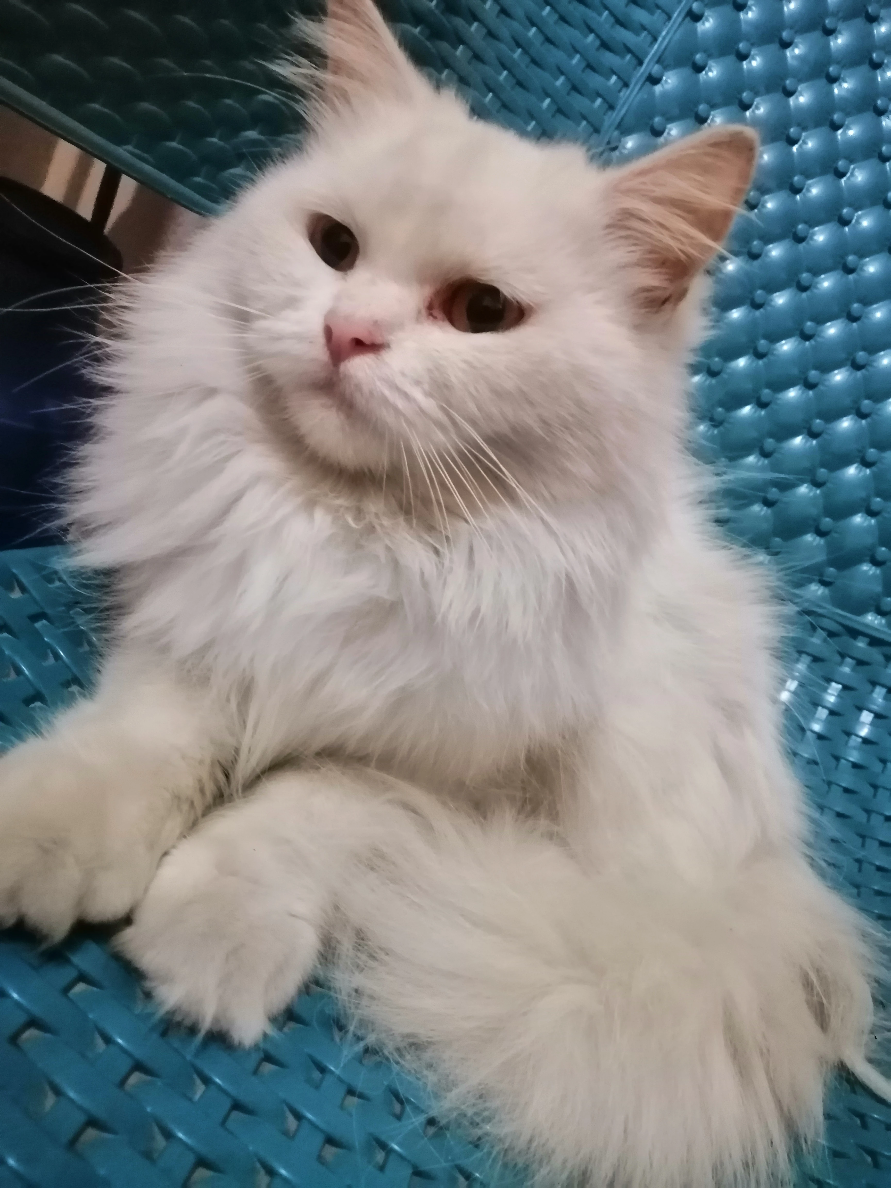 Urgent persian female cat for sale-Image 3