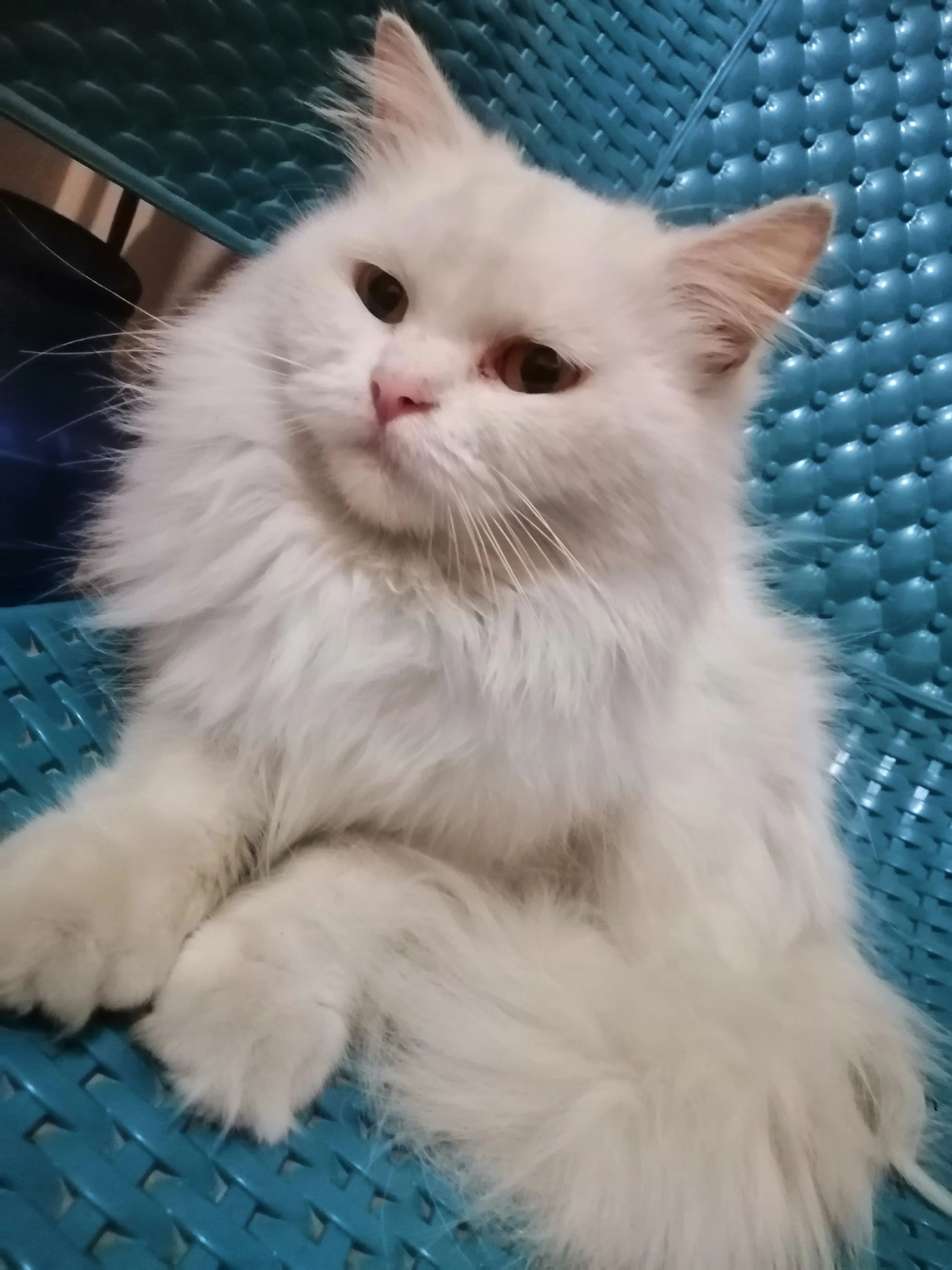 Urgent persian female cat for sale-Image 4