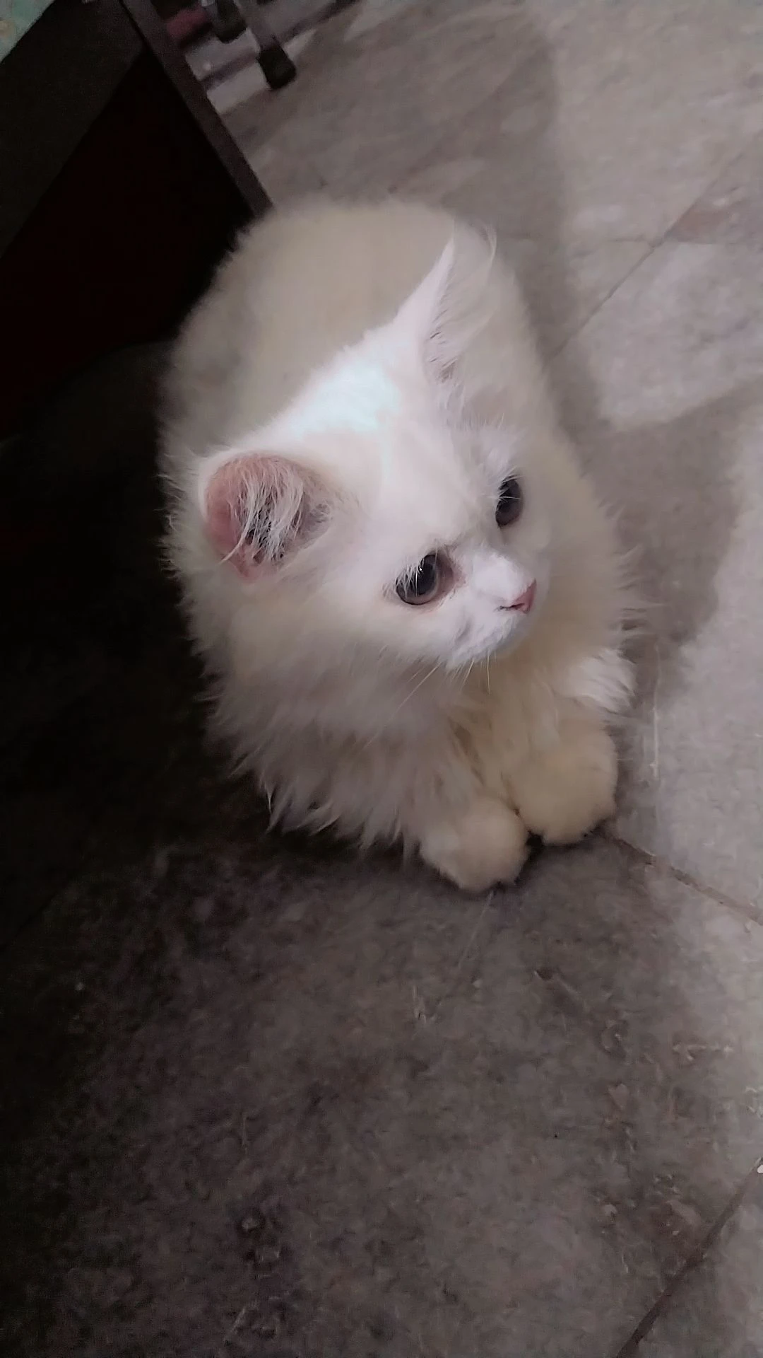 White Persian Cat-Image 2