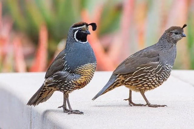 California quail breeder pairs-Image 2