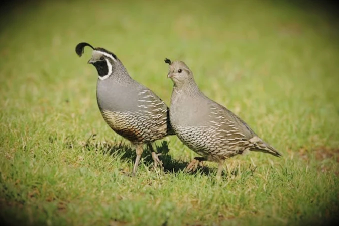 California quail breeder pairs-Image 3