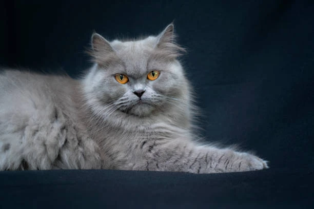 Persian Grey Female Cat-Image 2