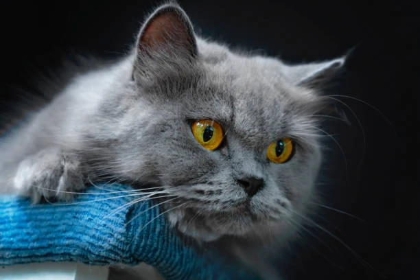 Persian Grey Female Cat-Image 3