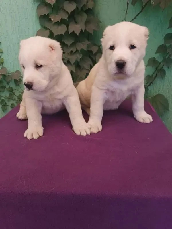 Alabai puppies available for import-Image 2