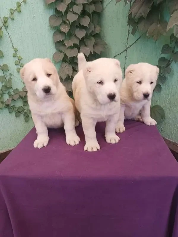 Alabai puppies available for import-Image 3