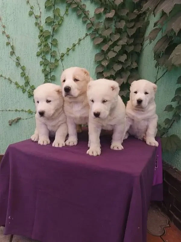 Alabai puppies available for import-Image 4