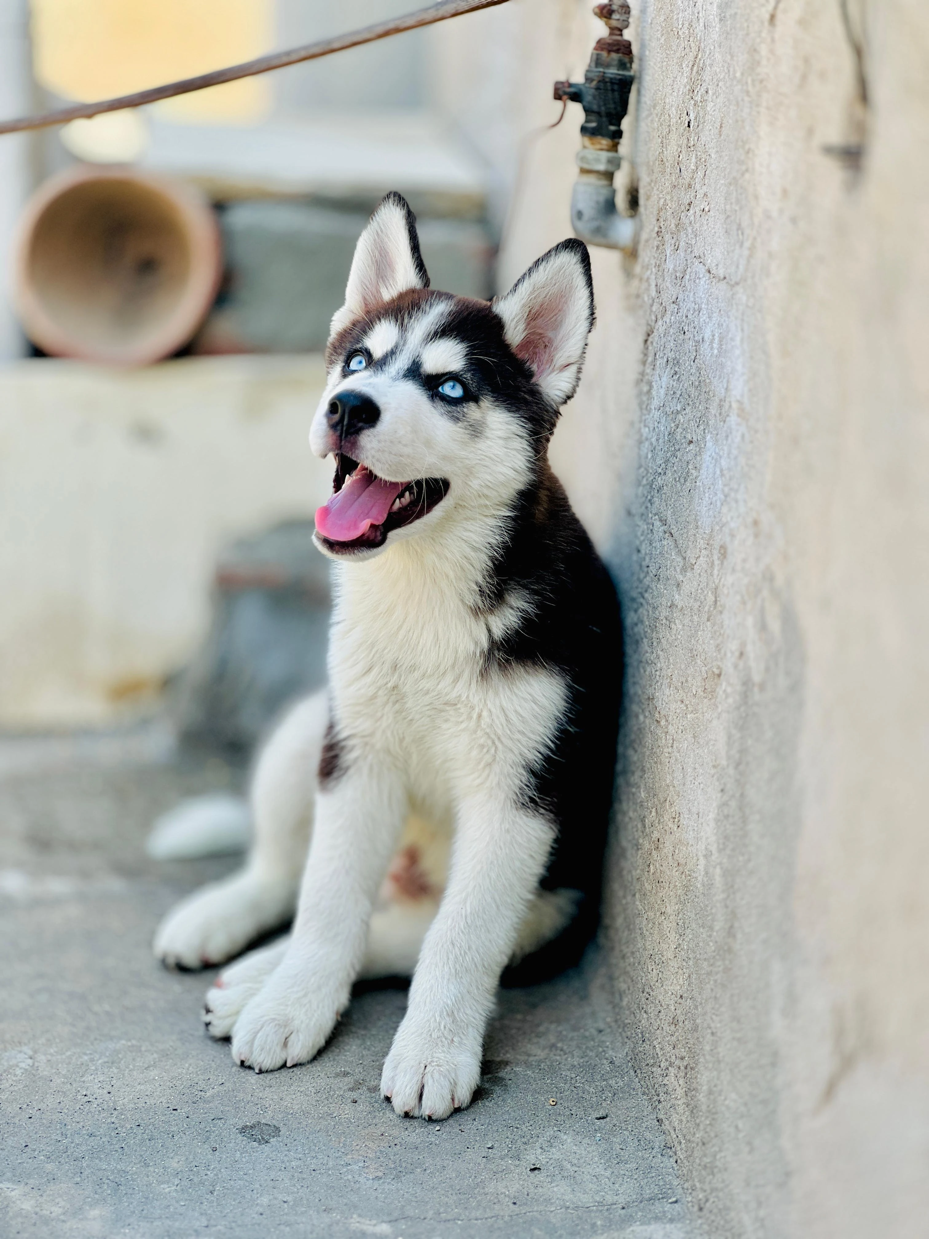 Husky Dog(Benzo)-Image 3