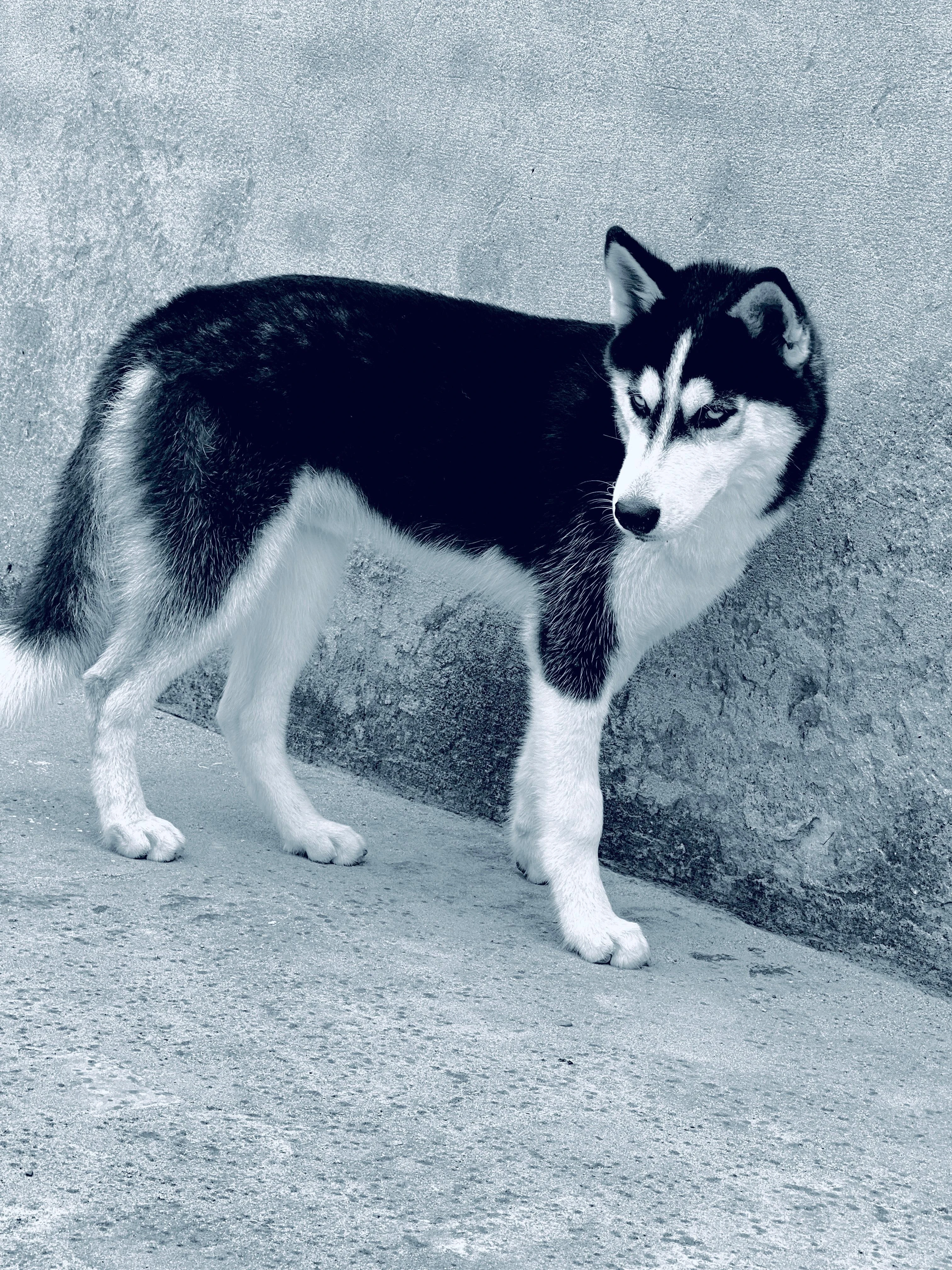 Husky Dog(Benzo)-Image 4