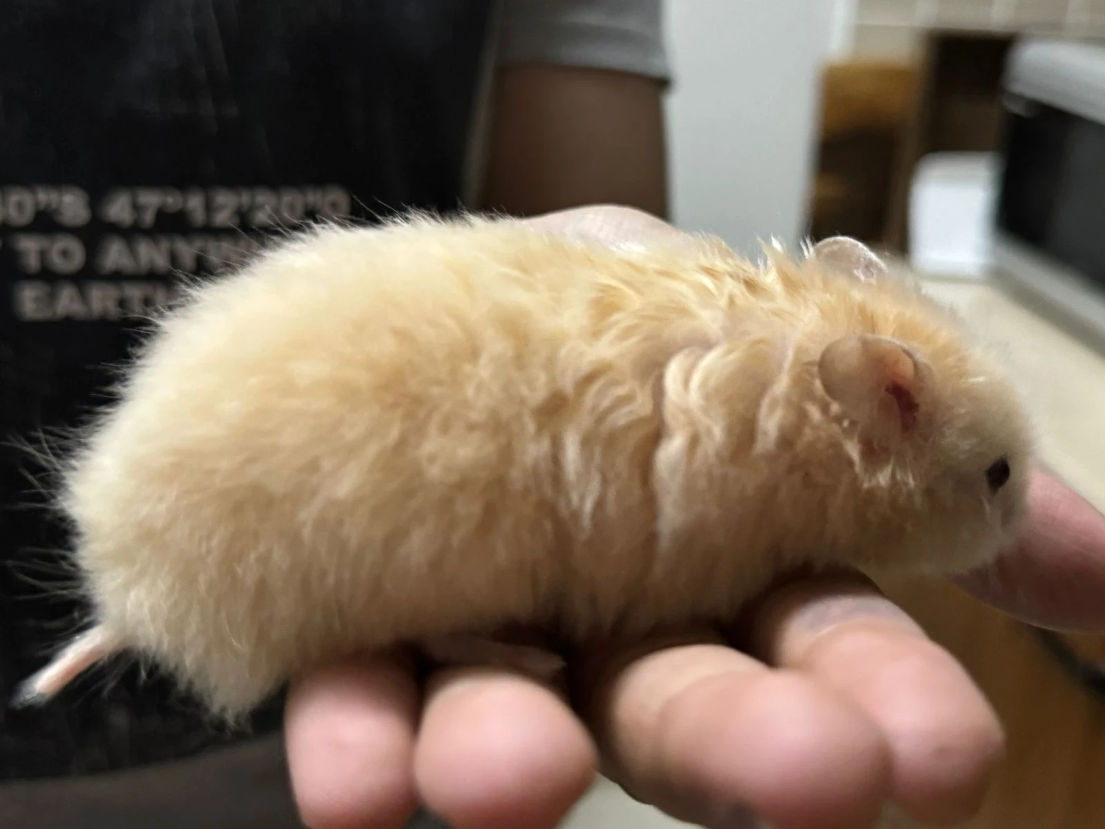 Hamster babies and one Hamster female-Image 6