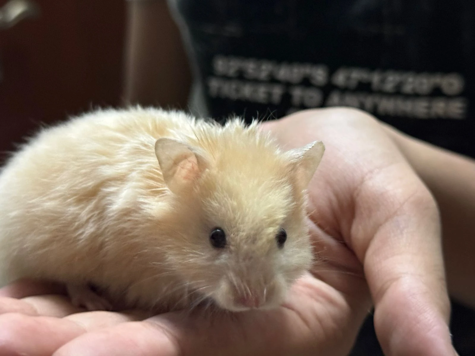 Hamster babies and one Hamster female-Image 8