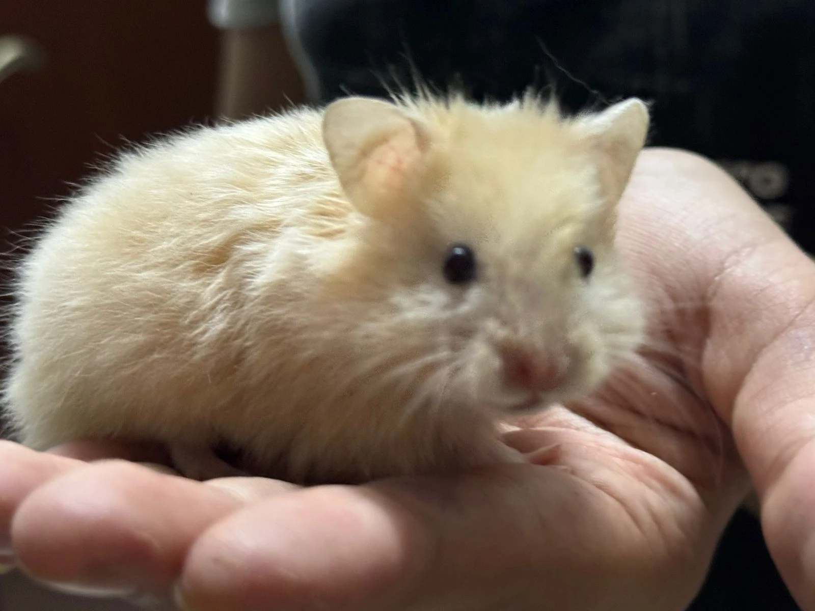 Hamster babies and one Hamster female-Image 10