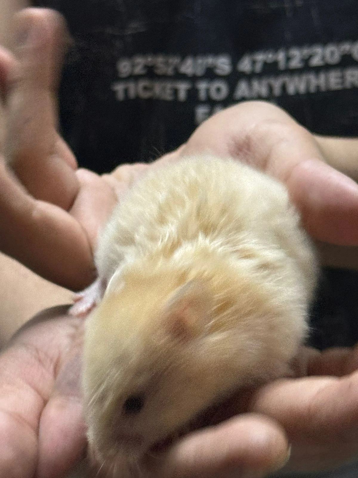 Hamster babies and one Hamster female-Image 11