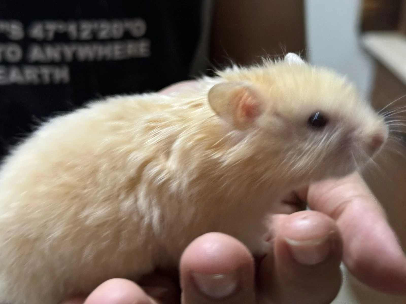 Hamster babies and one Hamster female-Image 14