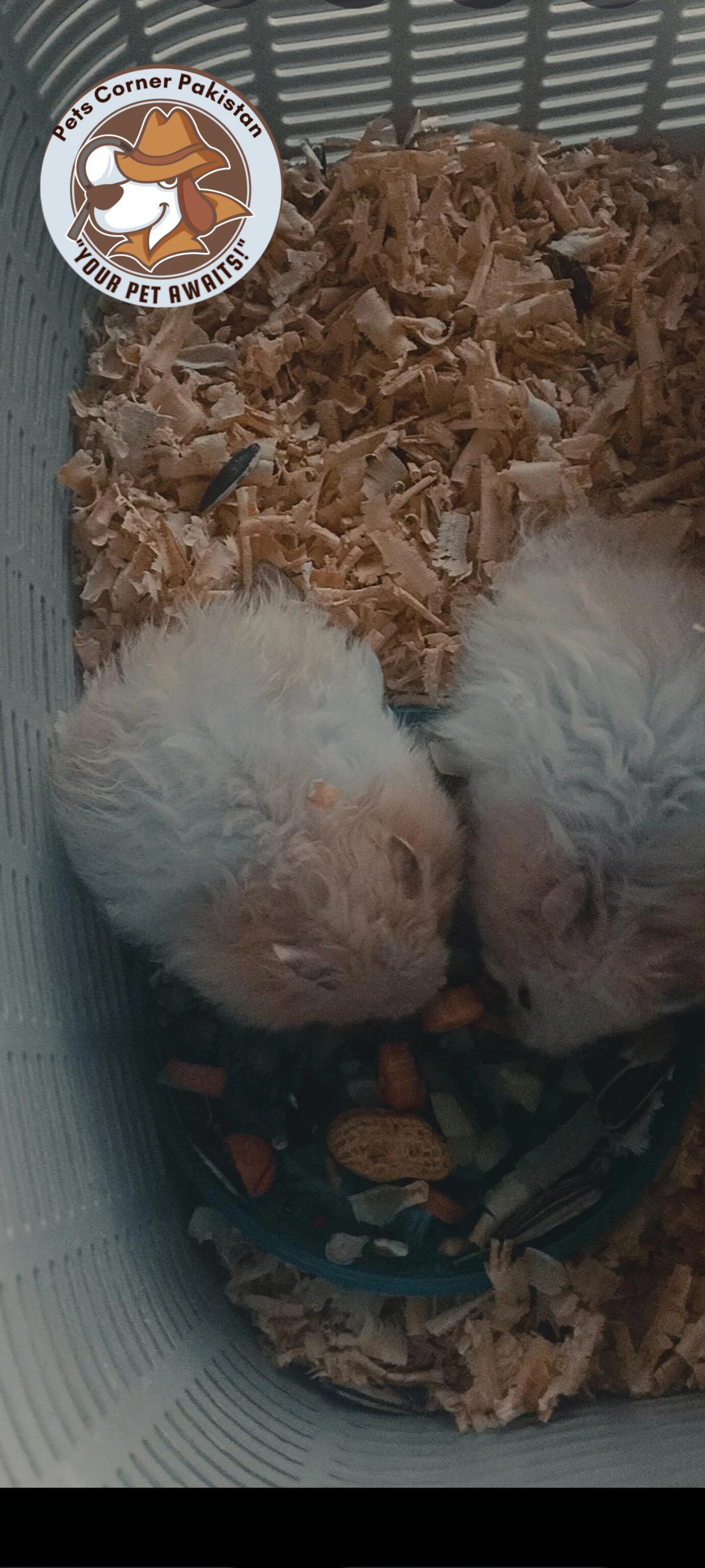 Hamster babies and one Hamster female-Image 15