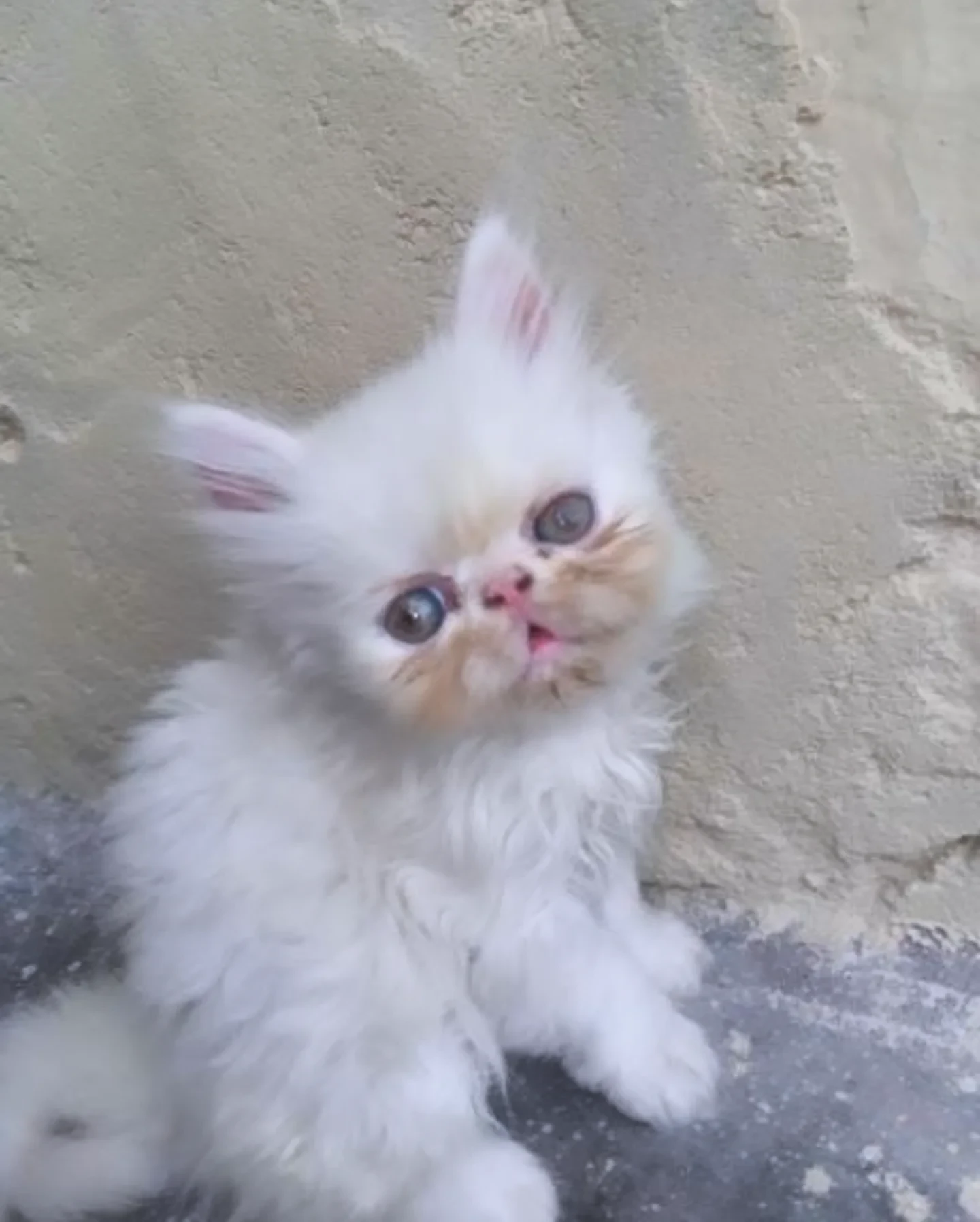 Persian Pekyface kitten-Image 2