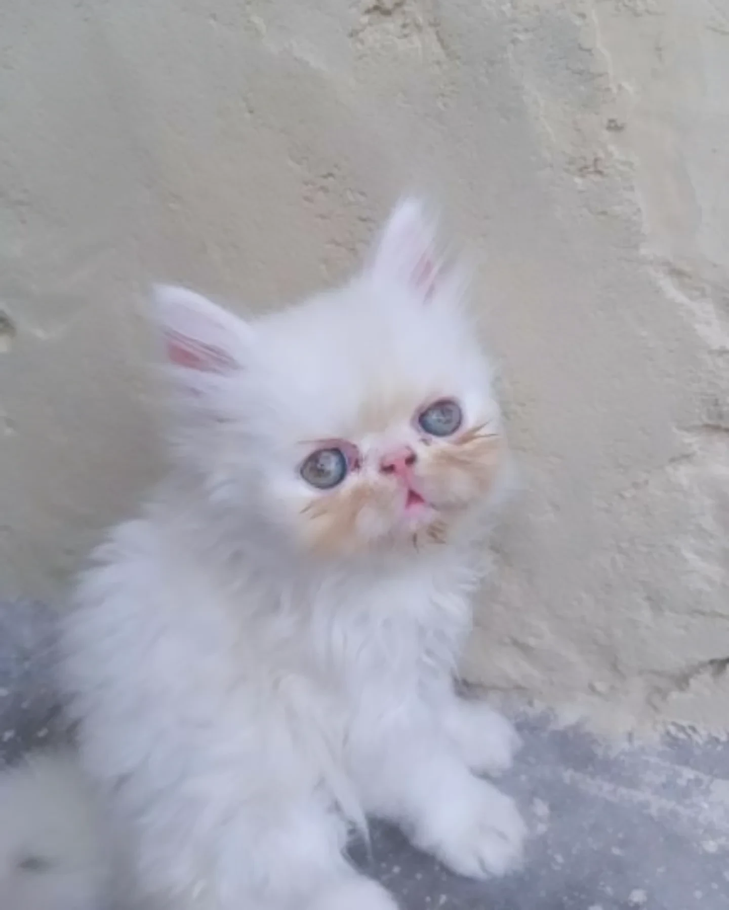 Persian Pekyface kitten-Image 3