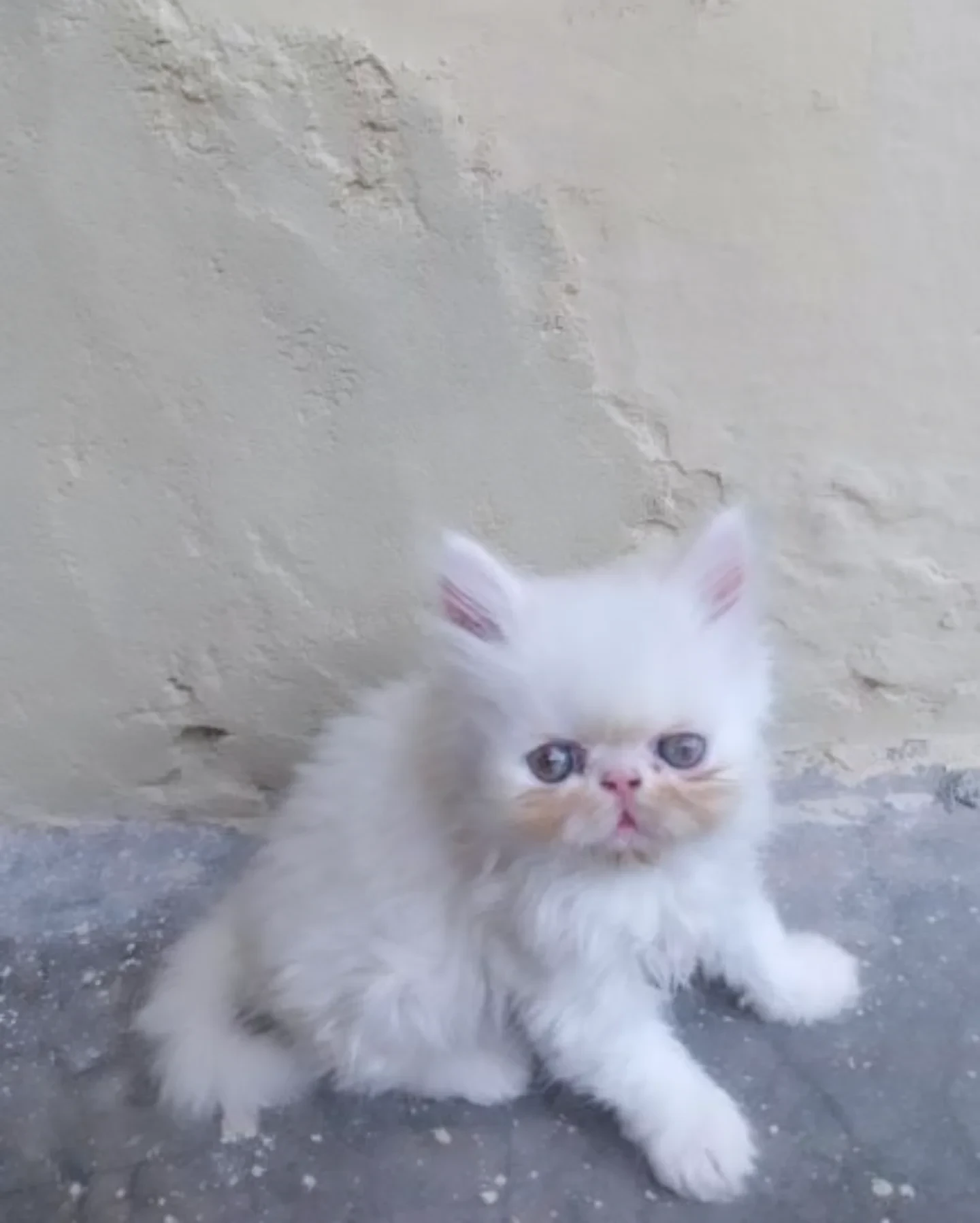 Persian Pekyface kitten-Image 4