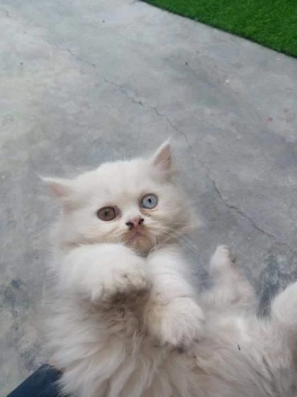 White Persian odd eyes-Image 2