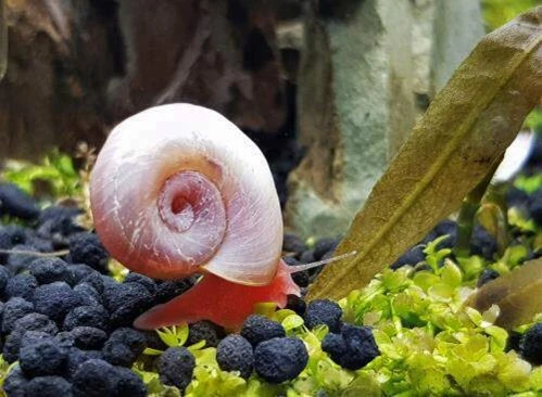 Ramshorn aquarium snails-Image 2