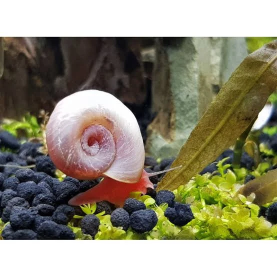 Ramshorn aquarium snails-Image 3