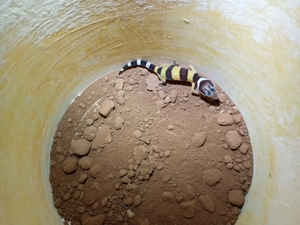 Leopard gecko