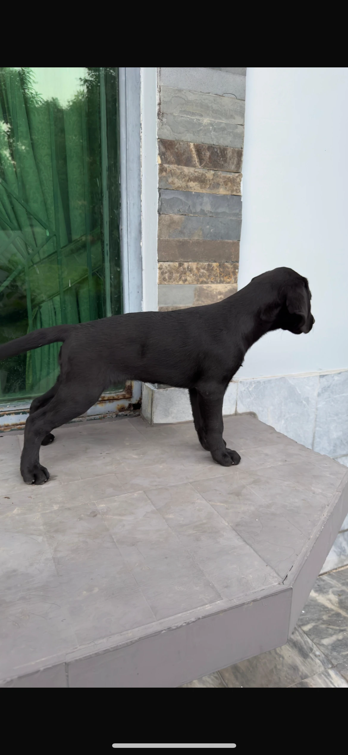 Labrador