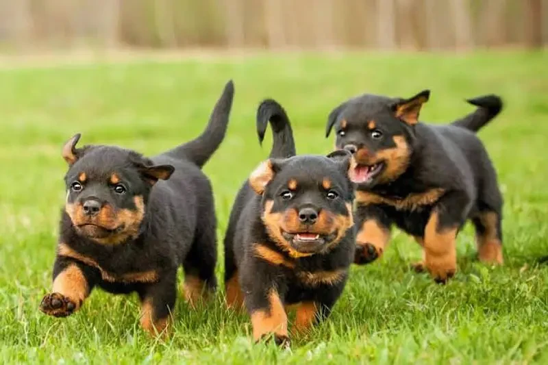 rottweiler puppies available looking for a new home-Image 2