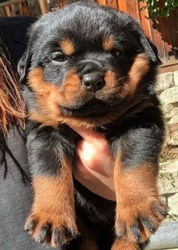 rottweiler puppies available looking for a new home-Image 3