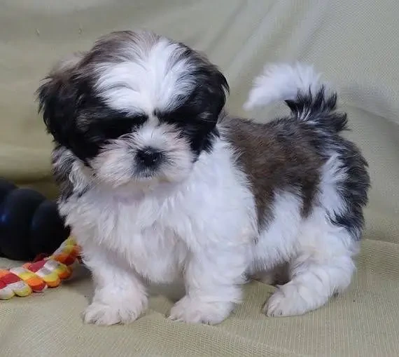 Shihtzu puppies available looking for a new home-Image 2