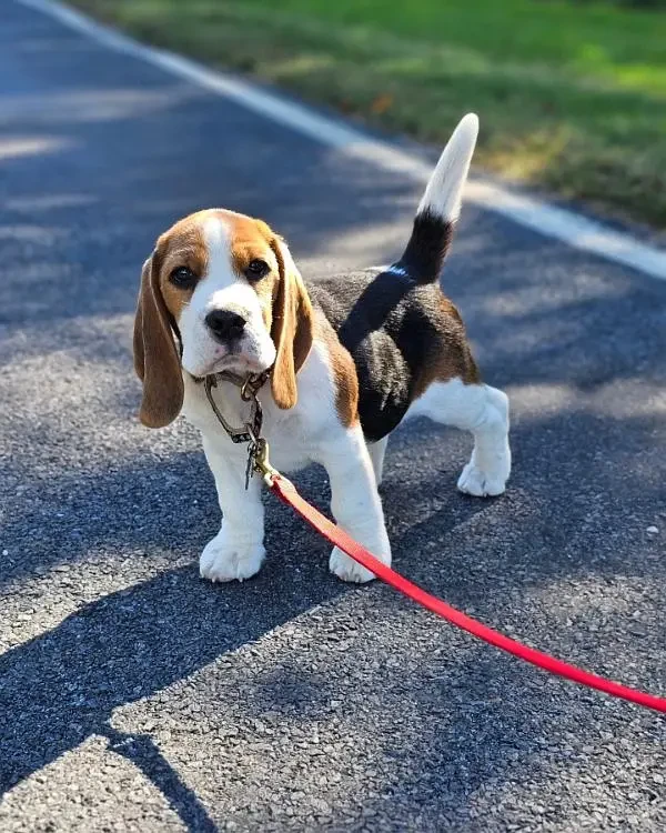 beagle male puppies available looking for a new home-Image 2