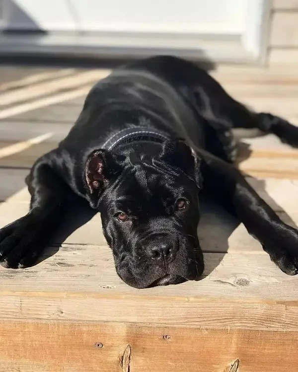 Cane Corso Imported Female Puppy-Image 2