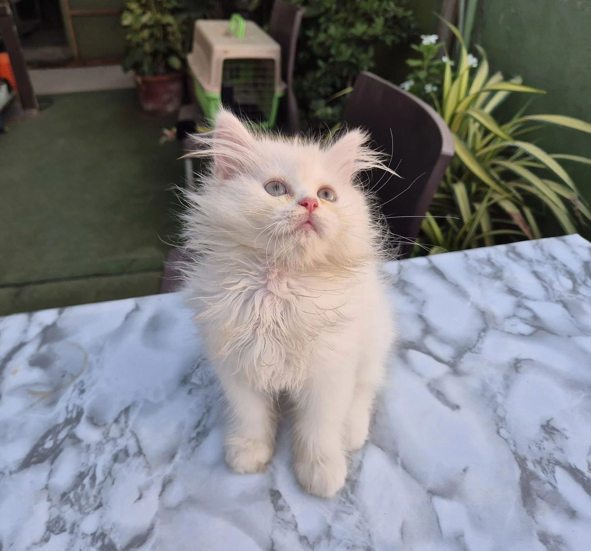 milky white fur ball kitten-Image 2