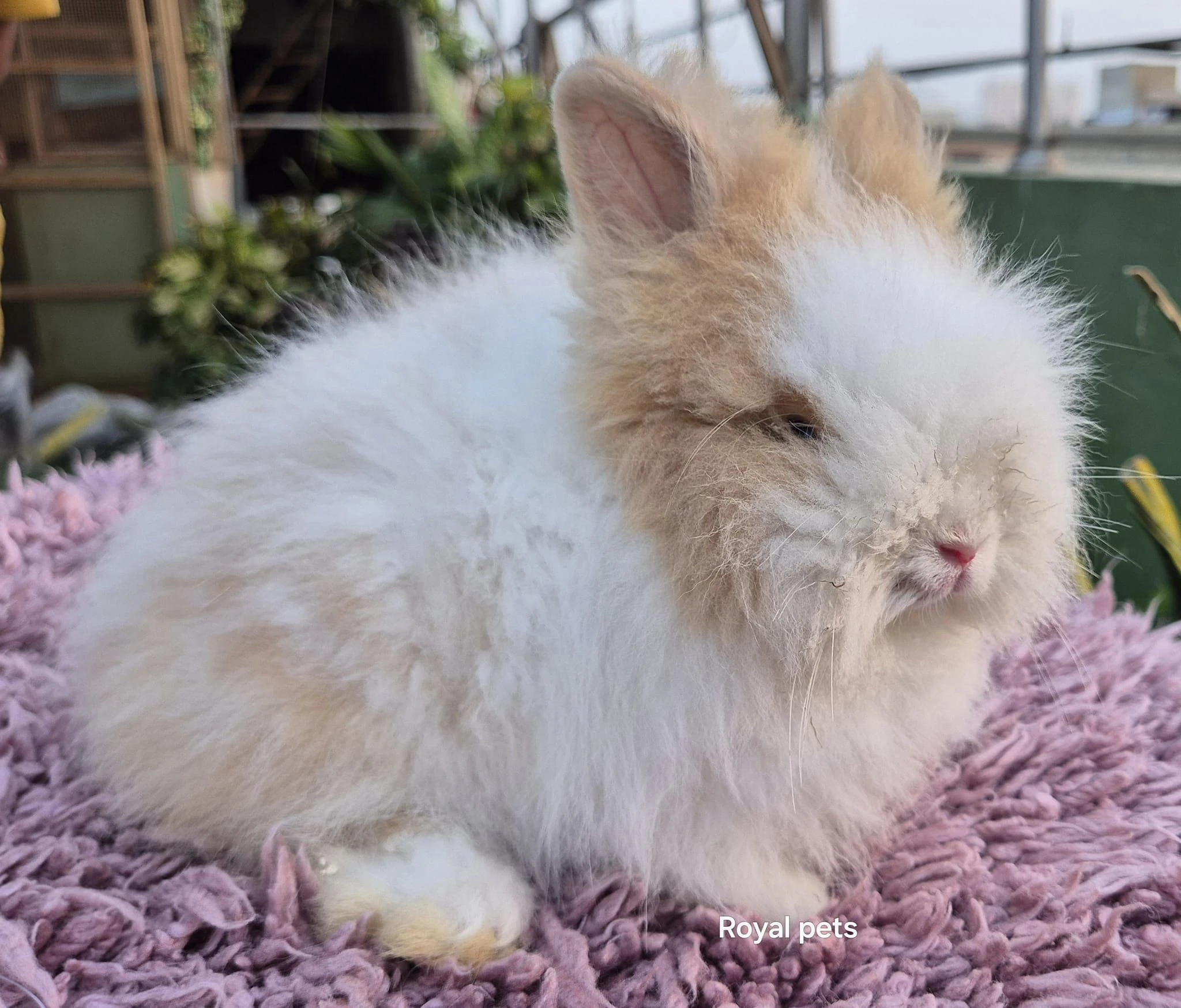 teddy bear dwarf rabbits-Image 3