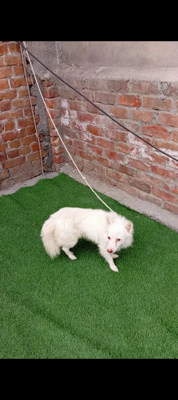 Russian dog male available full white and pink nose-Image 2