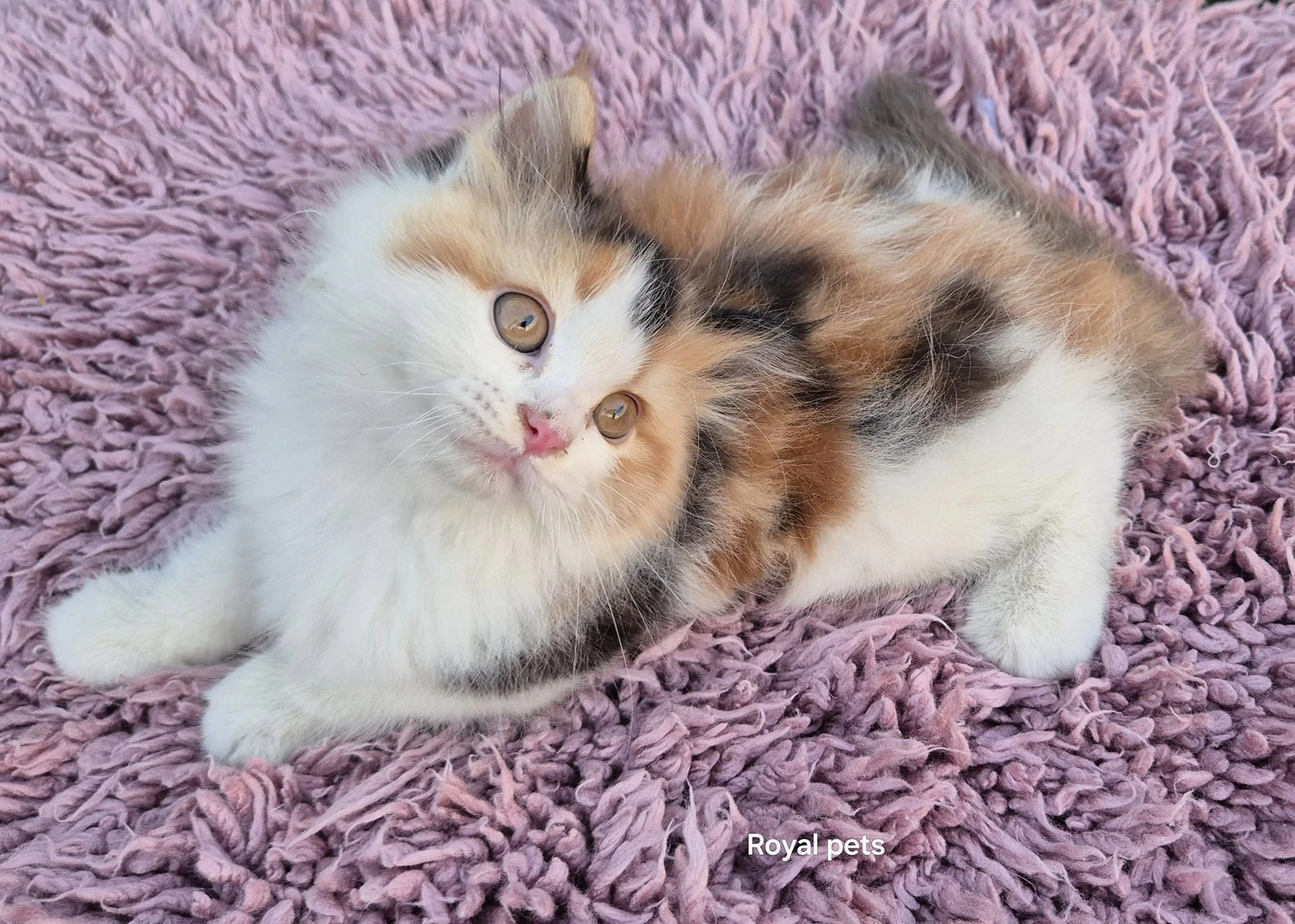 calico queen kitten-Image 3