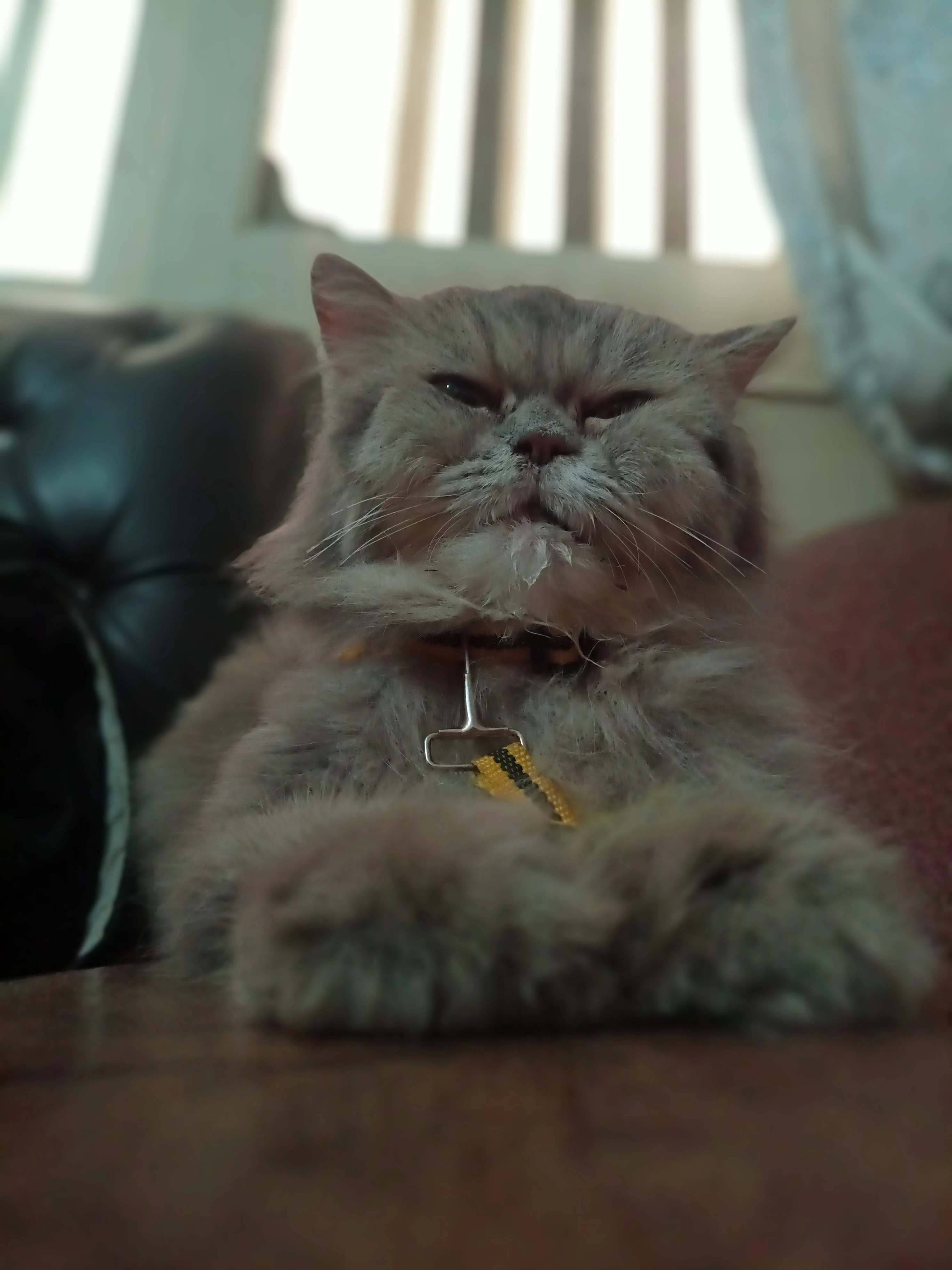 Grey Persian cat with golden eyes