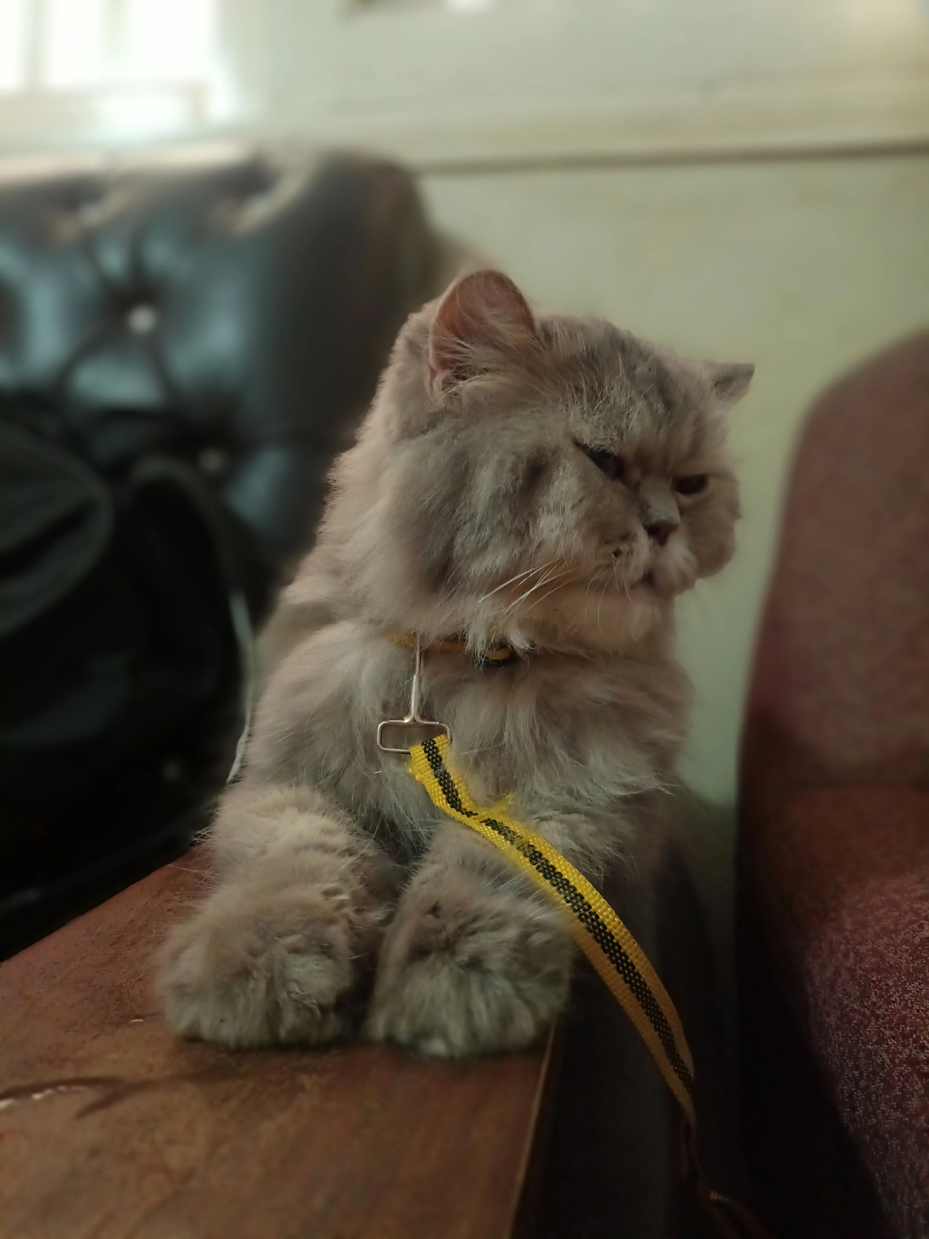 Grey Persian cat with golden eyes