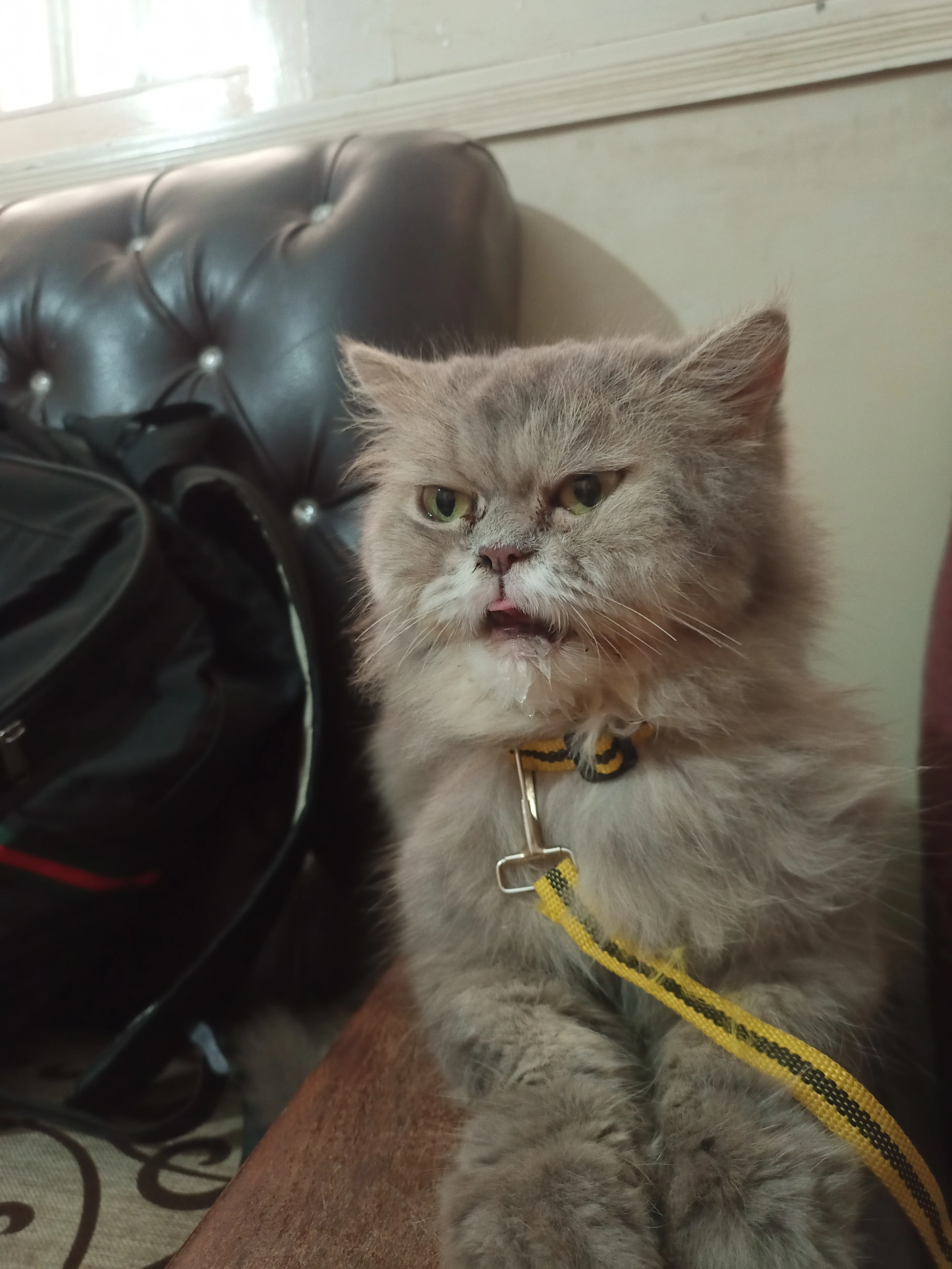 Grey Persian cat with golden eyes