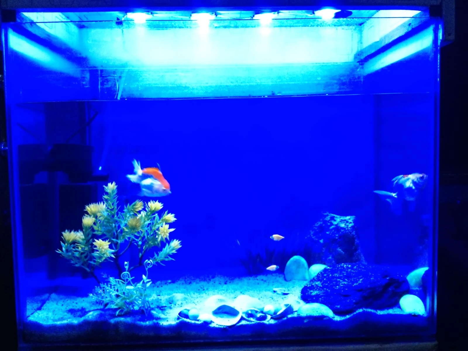 fish aquarium | fish aquarium with all equipment's | neat condition-Image 8