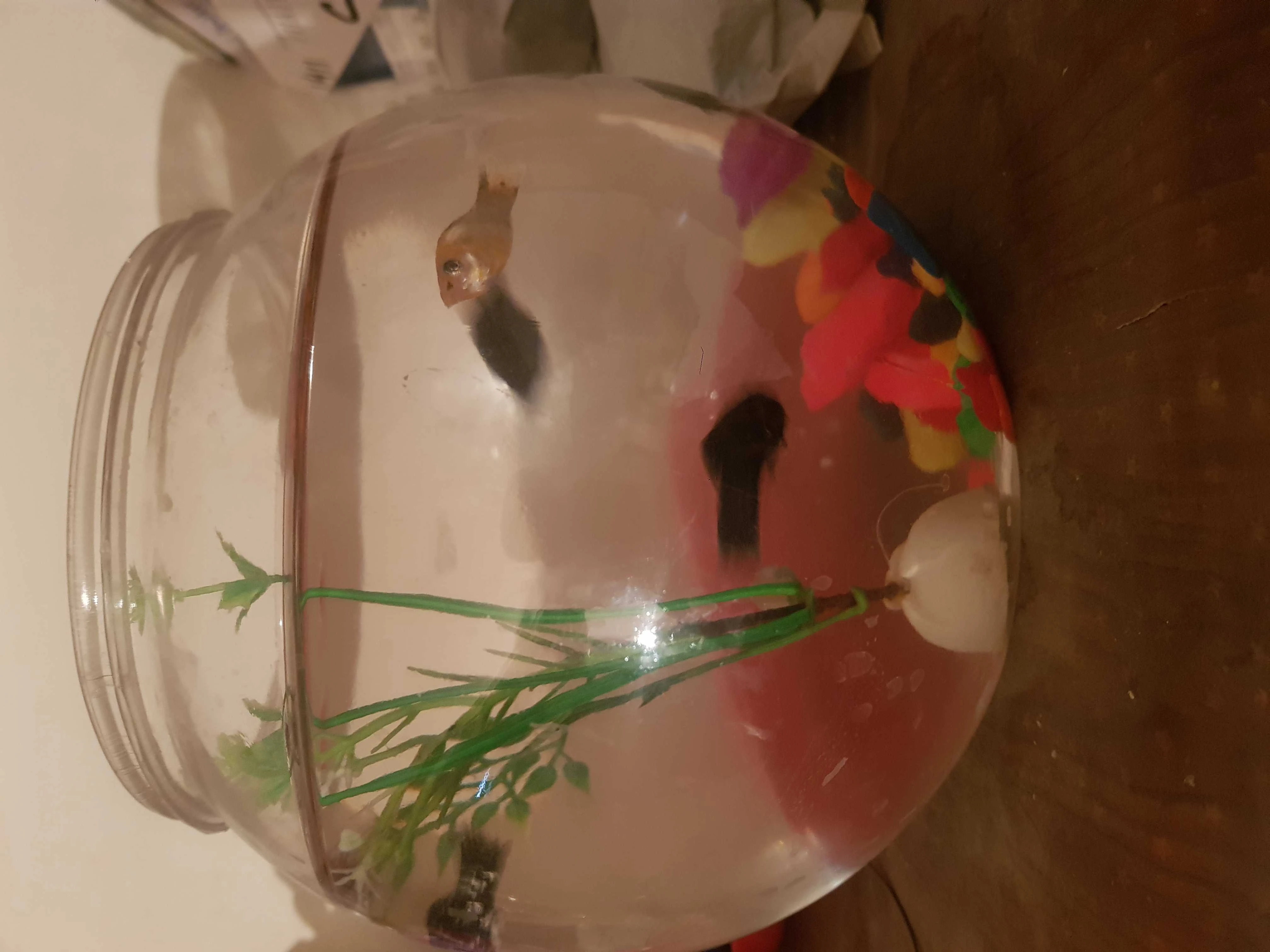 5 molly fish with bowl-Image 2