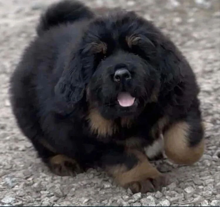 Tibetan mastiff puppies available import from russia-Image 3