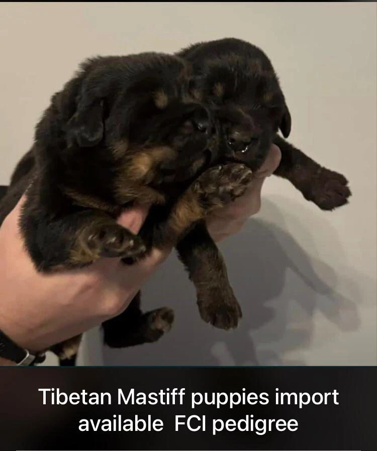 Tibetan mastiff puppies available import from russia-Image 4